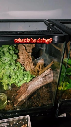 Tarantula Behavior: Caught in the Act