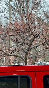 Bohemian Waxwings are fueling up for their long flight south! | Paradise Lakefront Lodge