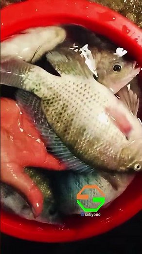 Hasil nganco ikan nila #foryou #lifeisbutadream #semuaorang #ngancoikan #sungaimahakam