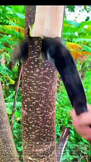 The laborer is working with a sickle to scrape the bark off the tree.