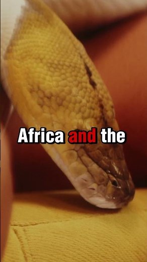 "The White Snake – A Rare Wonder of Nature"