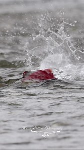 2M views · 10K reactions | This video of a brown bear fishing for a sockeye salmon came in at over 30 million views making it easily one of the top videos of 2023. Thank you for watching! | Harry Collins Photography | Facebook