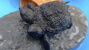Maine woman finds 2-headed baby snapping turtle