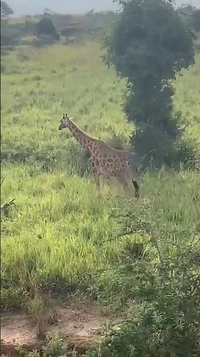 The Silent Watcher of the Savannah | Nature Defines Nature | Tourism
