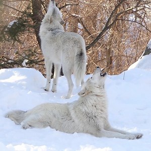 303K views · 10K reactions | Howls of hope for a better future for wolves. #StandForWolves | Wolf Conservation Center | Facebook