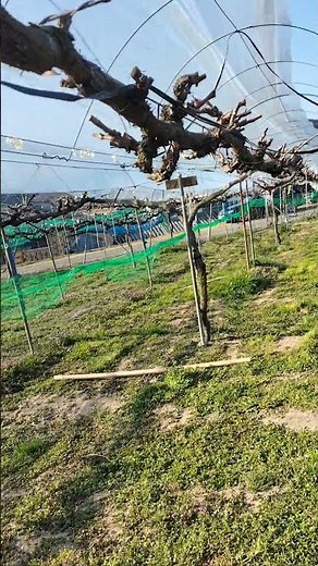 加西ぶどう農園 ぶどう棚 雨除けトンネルシート張り 進捗率７０％