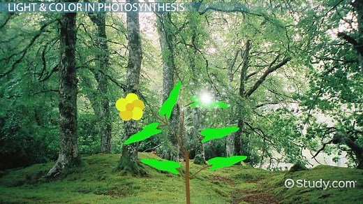 Action & Absorption Spectra in Photosynthesis