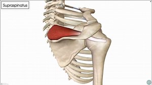muscle anatomy 肌肉解剖- supraspinatus 冈上肌