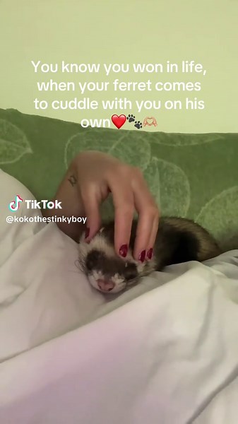 The cuddliest, most loving and the most affectionate ferret ever🫶🏼❤️🥹 #ferret #ferretpet #animalsoftiktok #animalslover #loveanimals❤️🐾 #huron #hyunjin #cute #foryoupage❤️❤️