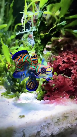 Mandarin fish 🌈 credits: @aquariums.rs - #fishtok #fish #acuascaping #Beautifull #BeautifullFish #Mandarinfish #PezMandarin #SynchiropusSplendidus