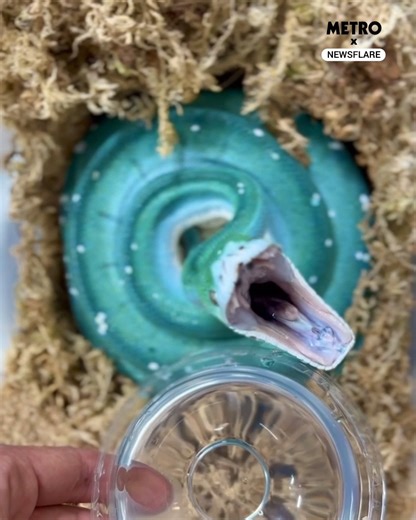 🐍🥚🐍 | Metro