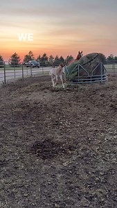 57 reactions · 5 comments | This stud colt is by VS Code Blue. Sure makes the lope look easy. #foalsofinstagram #stallion #lovehorses #younghorse #horselovers #horsegirl #horselife #horsesofinstagram #horseloversofinstagram #horsetraining #horseblog #horsebackriding #equestrian #horsestagram #equine #ReelTrends #ReelTrendsApp #westernpleasure | Kristy Eberle | Facebook
