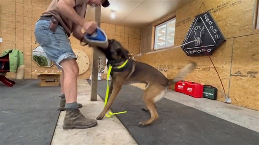 12K views · 245 reactions | Be carefull : If you always go from down to sit to bark you create so much desire that anticipation ( leaking ; wining ) will come and will be very difficult to counter ; thats why down ; sit also can get a “ bite “ as reward . Falks we know that there is other ways but we like to do it alone and in prey | Bart Bellon | Facebook