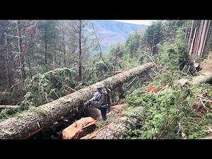 Faller bucking big timber northwest logging life