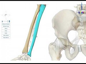 The ulna - Part 1