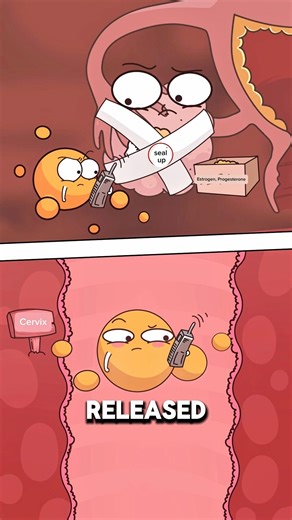 How Birth Control Pill Stops Ovulation 🤰🛑..!!#e2dhealth #animation #2dshow #health #fypシ