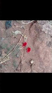 Velvet Mites: Nature’s Jewel After Rain