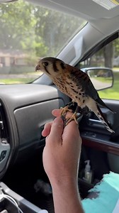 Locked in! #birdhunting #birdwatching #birdphotography #birding #bowhunting #duckhunting #fishing #gamebird #gamebirdhunting #hunt #hunting #outfitters #outdoors #wildlife | Bird Hunting