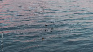 A flock of seals floating in the ocean