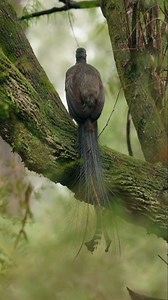 Whilst rain might currently feel like a distant memory for some of us, here's a video from the rainy winter of 2024. At the time, I remember stressing about water damage to my camera, as leeches crawled up my leg. The end result is such a calming video though. I hope you enjoy it! #lyrebird #superblyrebird #birdsofaustralia #bird #wildlife | Jeremy Films Things