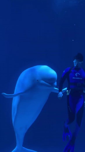 Swimming with Dolphins: An Underwater Adventure