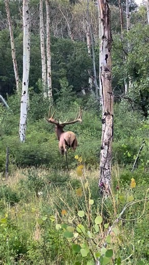 Happy New Year from all of us at Jackson Outfitters! We are now booking for 2026 Fall season. Please contact me if you are interested in an elk, mule deer buck, black bear or spring turkey guided hunt. | Jackson Outfitters