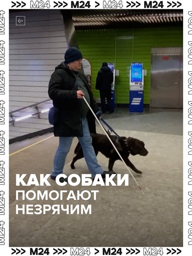Московский метрополитен помогает готовить собак-проводников для людей с нарушениями зрения. В шуме поездов и на эскалаторах четвероногие помощники учатся не бояться города и точно вести человека по маршруту. Один из выпускников — лабрадор Людвиг. 10 лет назад он подарил своему хозяину Артёму свободу и самостоятельность. С тех пор они неразлучны ☝️