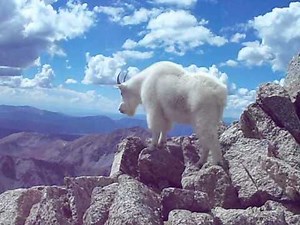 WHITE MOUNTAIN GOAT POSES ON SUMMIT OF MOUNT HARVARD !