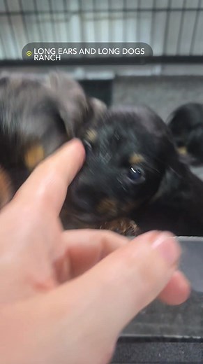 The Wiggles! | Long Ears and Long Dogs Ranch