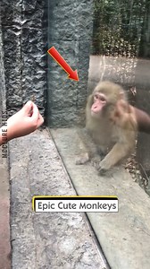 Epic Cute Monkeys | McClure Kids
