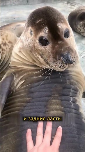 How do seals actually live?🧐🤗