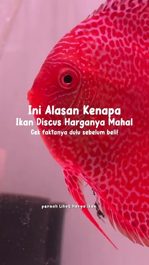Harga Ikan Discus: Kenapa Mahal dan Terjangkau?