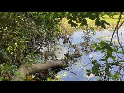 Cat, Small Cats, #cat #funnycat ep 136