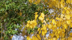 Beautiful birch tree with colorful foliage fluttering in the wind on a tree. Autumn background. Stock Video
