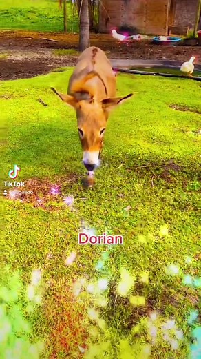 Exploring Donkeys on the Farm: A Heartwarming Journey