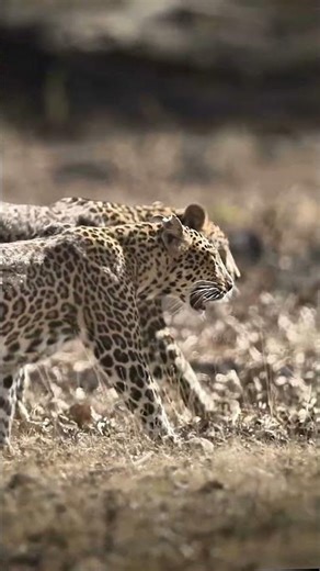 Couple Leopard Wildlife Documentary #wildlife #leopard