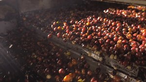 Rural Producer Cultivating Coffee Bean Harvesting Stock Footage Video (100% Royalty-free) 1099994431 | Shutterstock
