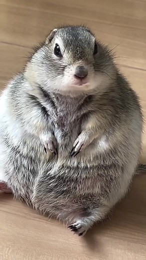 Understanding Ground Squirrels: Behavior and Habitat
