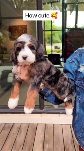 Teacup Puppies (@teacup__puppies)’s videos with original sound - Teacup Puppies