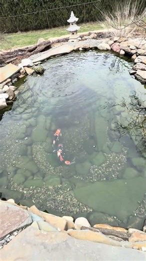 Oase screenmatic putting in work clearing up my pond! #oase #pond #koi #koipond #shorts