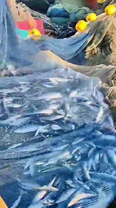 1.7K views · 16 reactions | Fish Explosion! Purse Seine Net Full Catch #PurseSeine #fishing #MassiveCatch #FishHarvest #SeaFishing | Muammar Rafly | Facebook