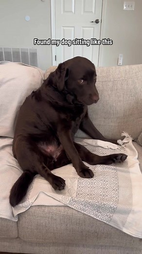 Classy lady #chocolatelab #labsoftiktok #dogtok #funny #labradorretriever