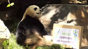 Let the panda-monium begin! 🐼🐼 Giant Pandas, Yi Lan and Xing Qiu, have made their giant debut and you can now visit the pair at Adelaide Zoo. 🎊 After an Official Welcome Ceremony, eager panda-fans flocked to catch their first glimpse of the black-and-white duo in Bamboo Forest. The bears were also treated to colourfully-decorated enrichment, thanks to the zoo’s volunteers, filled with panda cake, apple and carrot, before they set off exploring their habitat. We hope to see you soon at the zoo