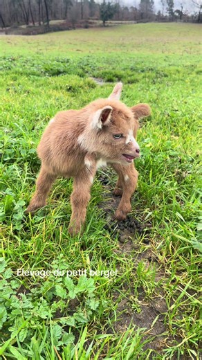 Elevage du petit berger