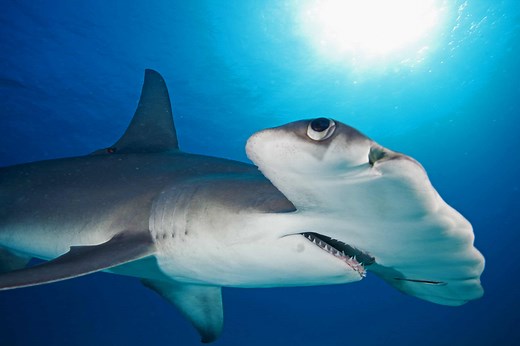 Are Hammerhead Sharks Endangered and How Many Are Left in the World?