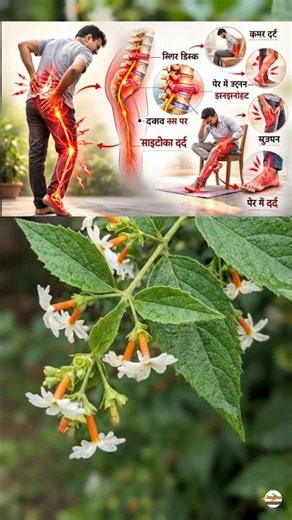 भयंकर जोड़ों का दर्द खत्म करेगा पारिजात Parijat Plant Benefits #jungleemedicine