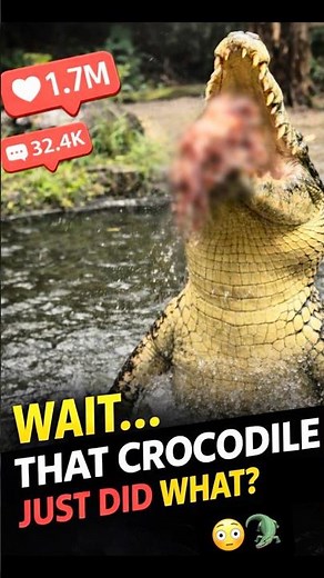 Up close with a saltwater crocodile🐊 Queensland Australia wildlife Queensland Australia Crocodile