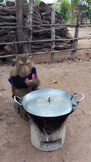 Mr. Monkey's Fun Fish Cooking Adventure