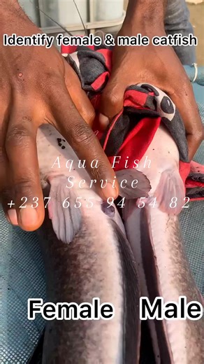 1.5M views · 1.3K reactions | Very simple illustration to identify the female and male African catfish don't miss out training organized in partnership with St Louis University on the Saturday the 20th in Douala Bonaberi campus and Saturday the 27th in Yaoundé Simbock campus for more informations +237 6 55 94 54 82 6 52 69 64 21 | Aqua Fish Service | Facebook