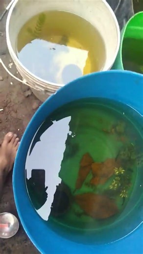 sa re ga ma 😁😎#cat #catmemes #catshorts #catfunny